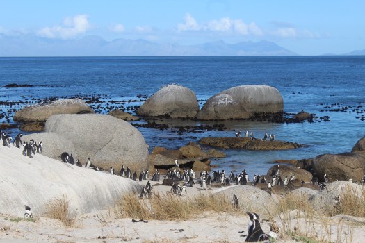 African Penguins